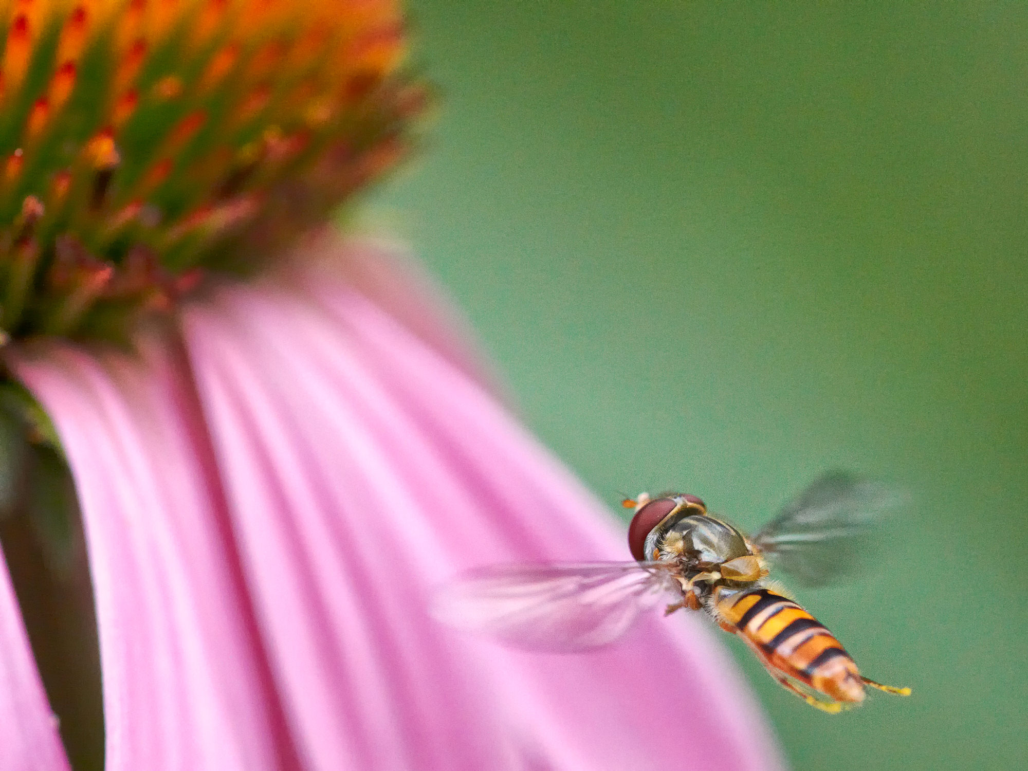 Hoverflies